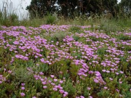 Lampranthus sociorum going full tilt